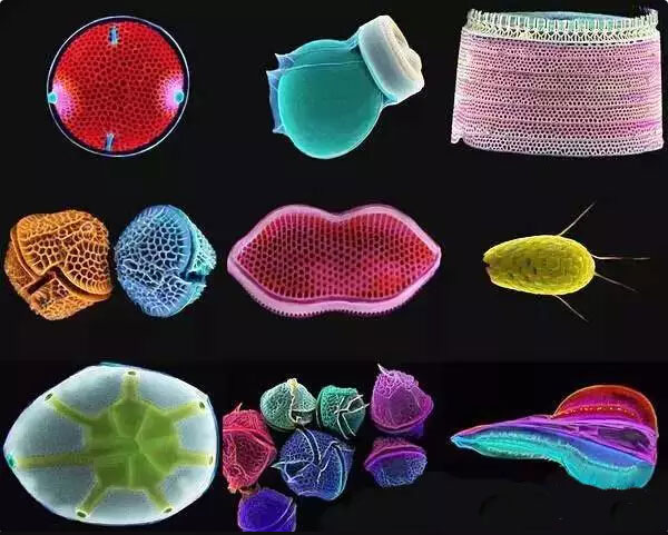 硅藻泥分子 硅藻泥分子